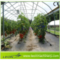 Serre arche plastique Leon haute tunel pour tomate